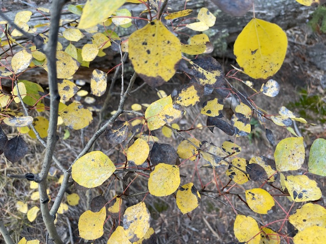 Yellow leaves on a small tree