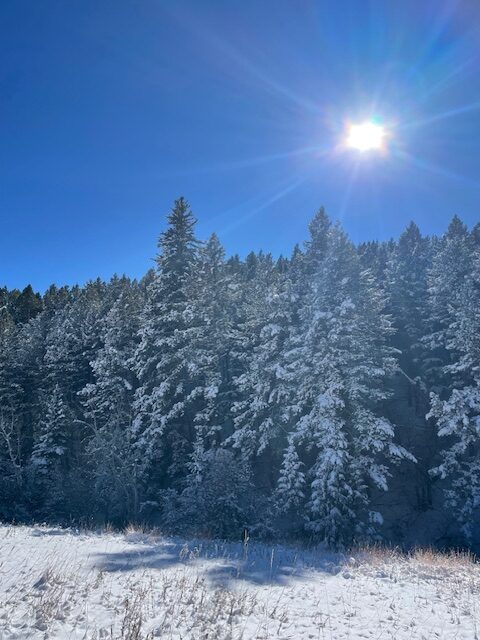 Snow covered evergreen trees and sun