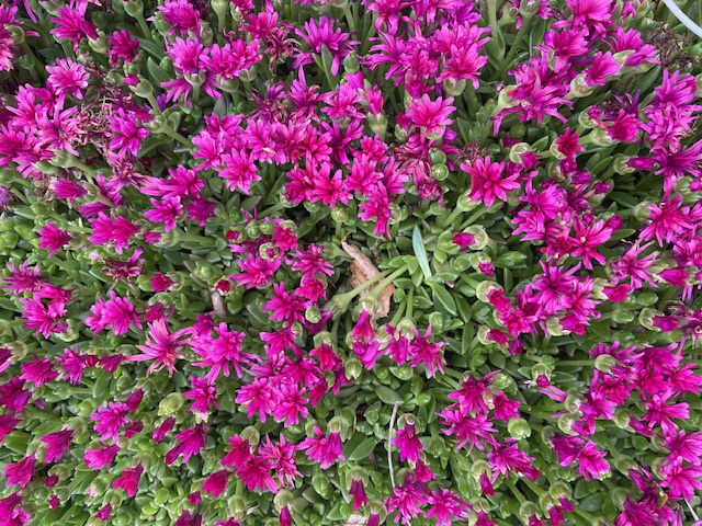 Large number of pink flowers with green stems
