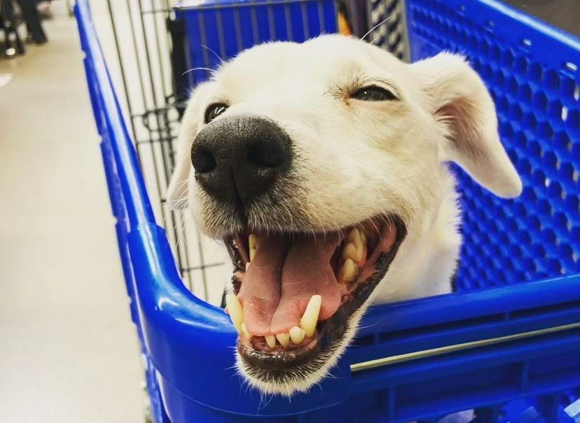 A dog in a shopping cart