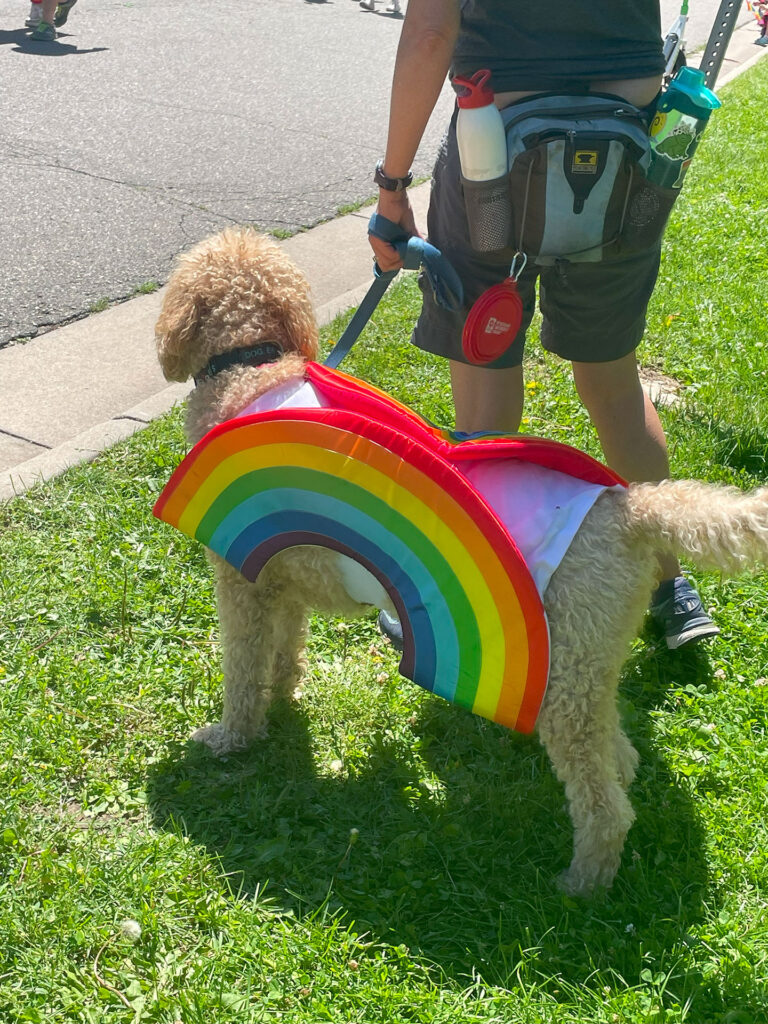 Dog with a rainbow costume