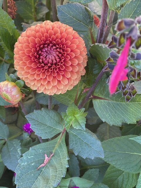 Red and orange flower with green leaves