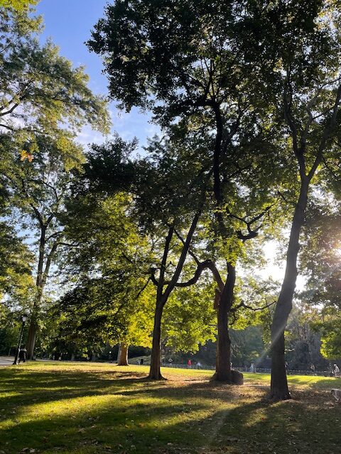 Tall trees in the park