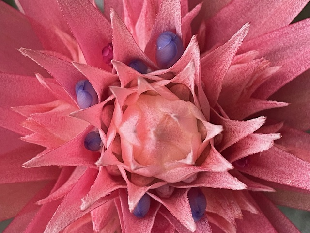 Close up of pink flower