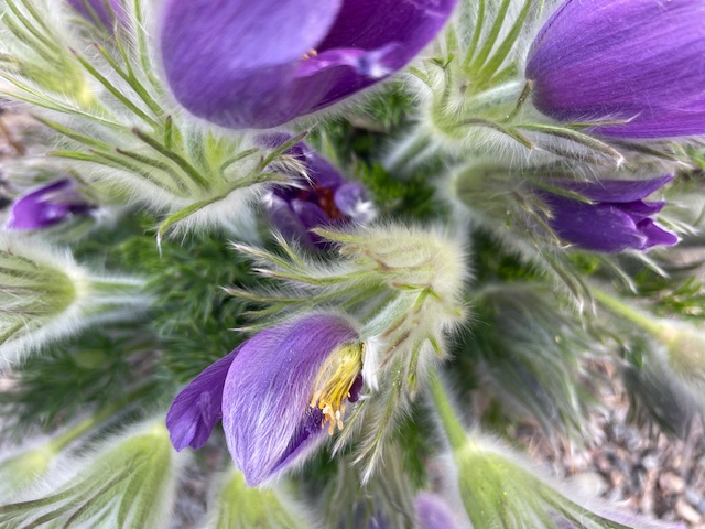 Purple flowers with green stems
