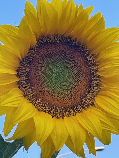 Sunflower