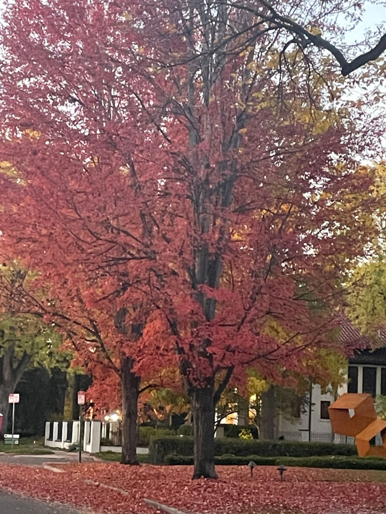A tree with red leaves on branches and ground