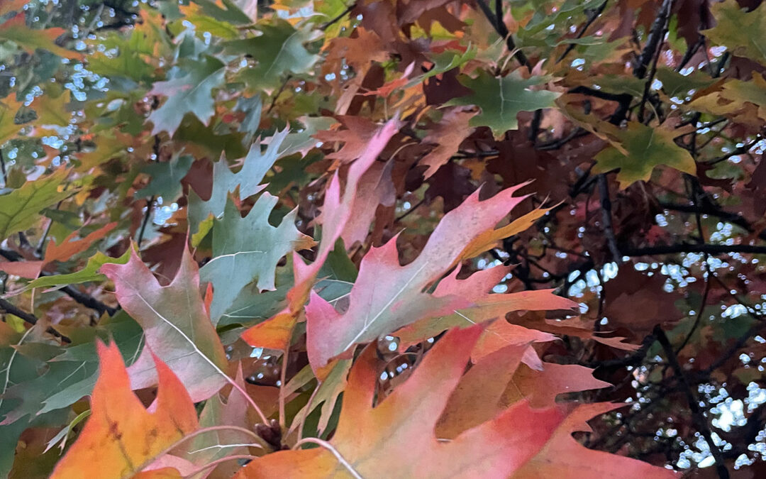 PMDD & Cycle Syncing: Mapping Your Month for Balance and Relief